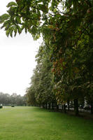 afternoon, Braunschweig, day, Deutschland, eye level view, grass, natural light, Niedersachsen, park, summer, tree, vegetation