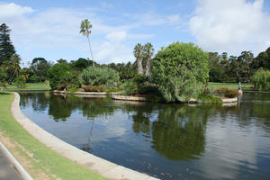 Australia, day, eye level view, grass, natural light, New South Wales, palm, park, pond, summer, sunny, Sydney, tree, vegetation