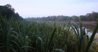 afternoon, Brunei, day, eye level view, grass, natural light, plant, river, summer, tropical