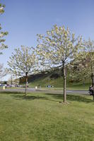 afternoon, blossom, day, Edinburgh, eye level view, grass, natural light, Scotland, spring, The United Kingdom, tree