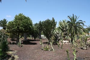 Agave Americana Variegata, American century plant, cactus, Canarias, Cardon Canario, day, direct sunlight, Euphorbia canariensis, evergreen, eye level view, garden, Las Palmas, Spain, spring, succulent plant, sunny