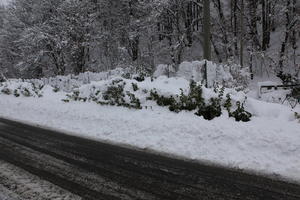 ambient light, bush, day, diffuse, diffused light, eye level view, Italia , morning, natural light, overcast, plant, road, snow, tree, Veneto, winter