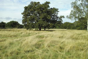 autumn, bright, day, England, eye level view, grass, London, park, The United Kingdom, tree, vegetation