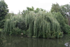 Abingdon, day, England, eye level view, natural light, park, pond, summer, The United Kingdom, tree, weeping willow