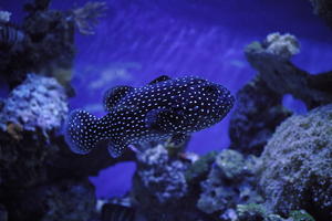 aquarium, artificial lighting, backlit, close-up, fish, fishtank, Monaco, Monte Carlo, Monte-Carlo, museum