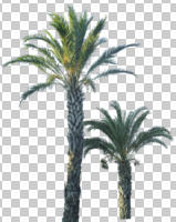 cutout, cutout trees, day, evergreen, eye level view, palm, summer, sunny