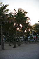 beach, dusk, eye level view, Florida, Miami, palm, The United States, tree, vegetation, winter