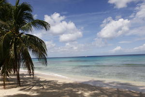 Barbados, beach, coconut palm, Cocos nucifera, day, eye level view, palm, seascape, spring, sunny