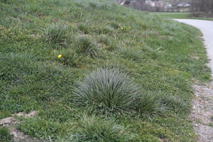 close-up, day, eye level view, grass, grassland, lowered, natural light, Slovenia, spring