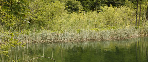 Croatia, day, diffuse, diffused light, eye level view, Karlovacka, lake, natural light, reed, summer