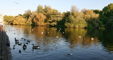 afternoon, autumn, bird, day, England, eye level view, lake, London, park, sunny, The United Kingdom, treeline