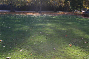 afternoon, autumn, day, England, eye level view, grass, leaf, London, park, sunny, The United Kingdom