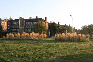 day, dusk, England, eye level view, golden hour, grass, London, reed, summer, sunny, The United Kingdom