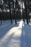 afternoon, bright, coniferous, day, eye level view, Poland, shady, snow, sunny, tree, Wielkopolskie, winter, woodland