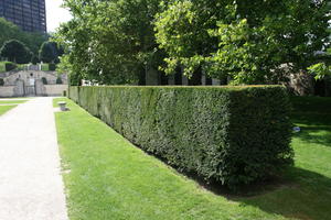 Belgium, Brussels, day, eye level view, grass, hedge, natural light, park, path, summer, tree, vegetation