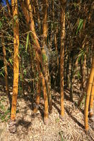 bamboo, day, eye level view, Florida, Miami, natural light, park, sunny, The United States, tropical, vegetation, winter