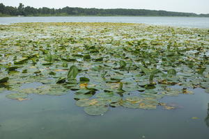 day, diffuse, diffused light, eye level view, lake, natural light, Poland, summer, water lily, Wielkopolskie, Wolsztyn