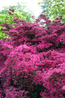 bush, day, England, eye level view, flower, garden, natural light, park, The United Kingdom, Woking