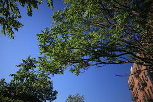 below, day, Manhattan, New York, sunny, The United States, tree, vegetation