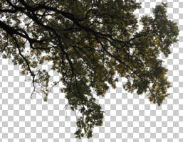 autumn, below, branch, broad-leaf tree, broad-leaved tree, cutout, cutout trees, day, diffuse, diffused light, oak