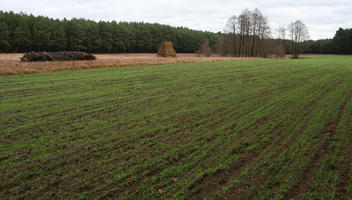 day, eye level view, field, forest, overcast, Poland, vegetation, Wielkopolskie, winter, Wolsztyn