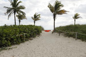 beach, day, diffuse, diffused light, eye level view, Florida, mangrove, Miami, palm, path, Phoenix canariensis, shrub, summer, The United States