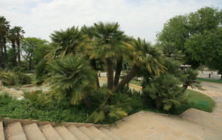 Barcelona, Cataluña, Chamaerops humilis, day, diffuse, diffused light, eye level view, natural light, park, Spain, spring