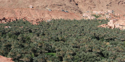 day, desert, direct sunlight, elevated, greenery, landscape, Morocco, natural light, Ouarzazate, outdoors, palm, park, sunlight, sunny, sunshine, tree