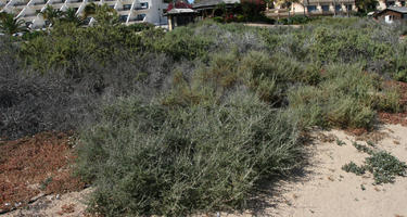 Canarias, day, direct sunlight, eye level view, Las Palmas, shrub, shrubland, Spain, spring, sunny