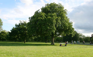 broad-leaf tree, broad-leaved tree, day, England, eye level view, grass, London, park, summer, sunny, The United Kingdom