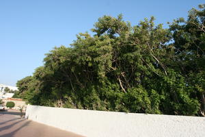 Agadir, autumn, bush, day, eye level view, Morocco, street, sunlight, sunny, sunshine, tree, vegetation, wall