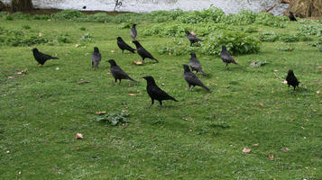 bird, day, England, eye level view, grass, London, park, spring, The United Kingdom