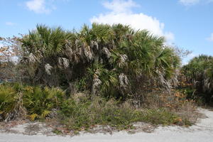 day, eye level view, Florida, palm, sunny, The United States, tropical, vegetation, winter