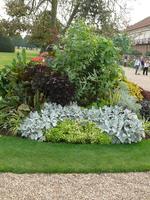 afternoon, bush, day, England, eye level view, garden, natural light, park, plant, summer, sunny, The United Kingdom