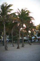 beach, dusk, eye level view, Florida, Miami, palm, The United States, tree, vegetation, winter