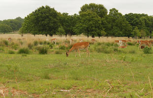 day, deer, diffuse, diffused light, England, eye level view, grass, London, natural light, park, spring, The United Kingdom, treeline