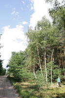 autumn, birch, broad-leaf tree, broad-leaved tree, day, eye level view, forest, Kopanica, Poland, road, sunny, treeline, Wielkopolskie