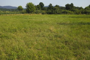 Croatia, day, direct sunlight, eye level view, grass, summer, sunny, treeline