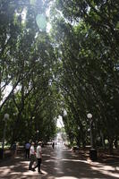 Australia, day, eye level view, group, New South Wales, park, path, people, summer, sunny, Sydney, tree, vegetation