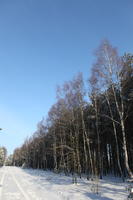 afternoon, birch, bright, coniferous, day, deciduous, eye level view, Poland, snow, sunny, tree, Wielkopolskie, winter, woodland