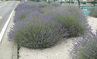 bush, Croatia, day, diffuse, diffused light, eye level view, lavander, natural light, shrub, Sibensko-Kninska, summer, Vodice