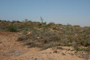 autumn, bush, day, desert, direct sunlight, Essaouira, eye level view, Morocco, natural light, sunlight, sunny, sunshine, vegetation