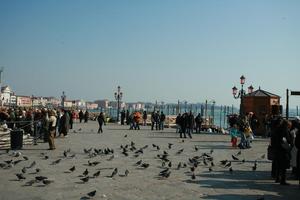 bird, casual, day, eye level view, group, Italia , people, pidgeons, square, Veneto, Venice, winter, winter