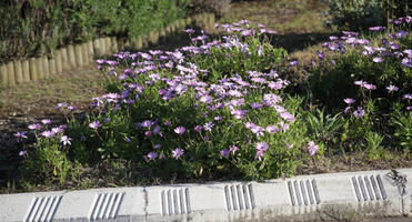 afternoon, day, direct sunlight, eye level view, flower, garden, Pais Vasco, plant, San Sebastian, Spain, spring, sunlight, sunny, sunshine