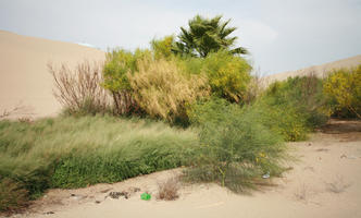 bush, day, desert, direct sunlight, eye level view, Ica, Peru, spring, sunlight, sunny, sunshine, vegetation