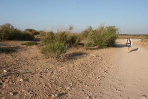 autumn, bush, day, desert, direct sunlight, Essaouira, eye level view, Morocco, natural light, sunlight, sunny, sunshine, vegetation