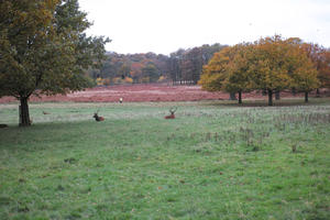 afternoon, autumn, cloudy, day, deer, England, eye level view, grass, lawn, open space, outdoors, park, The United Kingdom, treeline, vegetation, Wimbledon