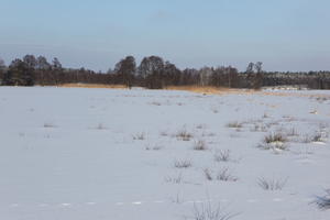 afternoon, bright, day, eye level view, field, Poland, snow, sunny, treeline, Wielkopolskie, winter