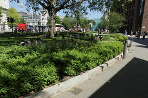 bush, day, England, eye level view, greenery, London, park, shady, shrub, spring, sunny, The United Kingdom