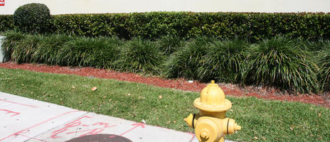 bush, day, eye level view, Florida, grass, hedge, Miami, shrub, summer, sunny, The United States